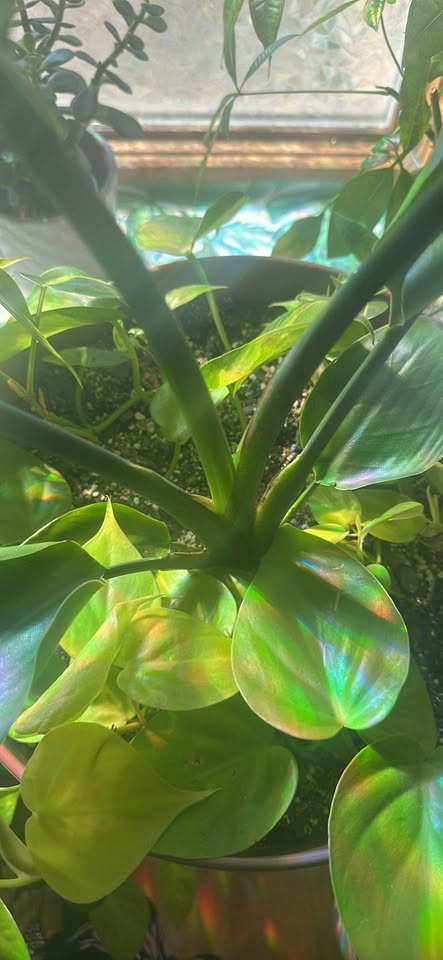 Bird of Paradise/ Philodendron plant mix - photo 5