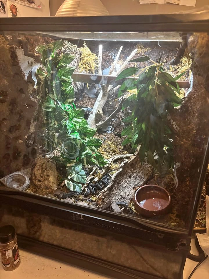 bioactive Terrarium