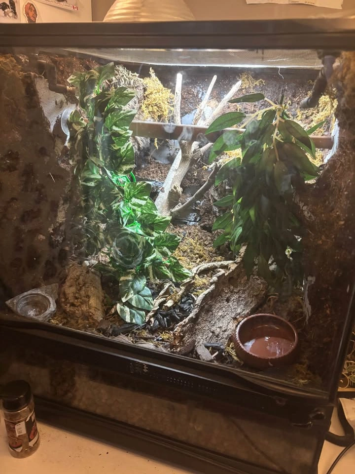 bioactive Terrarium - photo 2