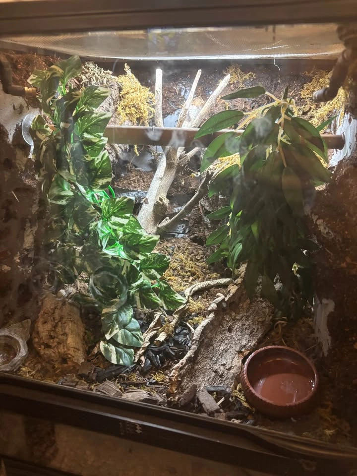 bioactive Terrarium - photo 3