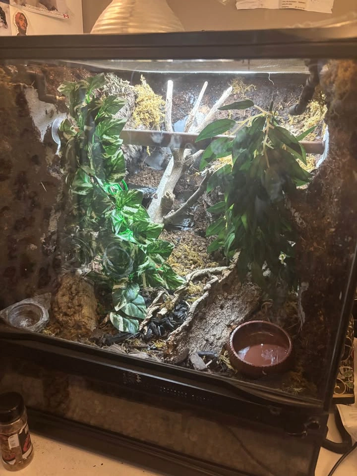 bioactive Terrarium - photo 4