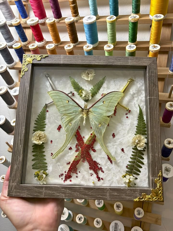 Framed Luna Moth