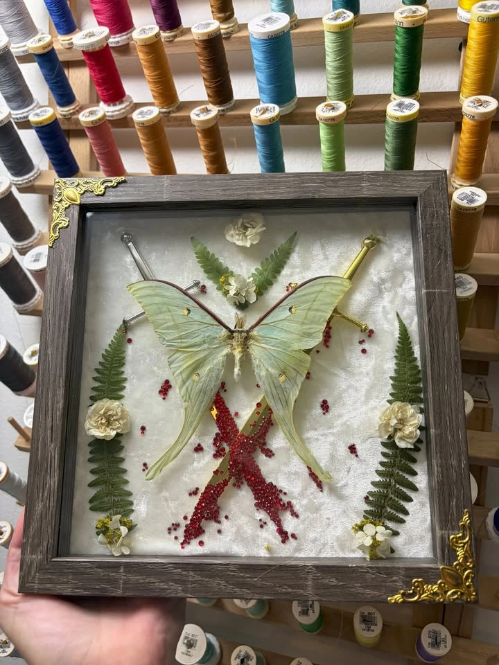 Framed Luna Moth - photo 2