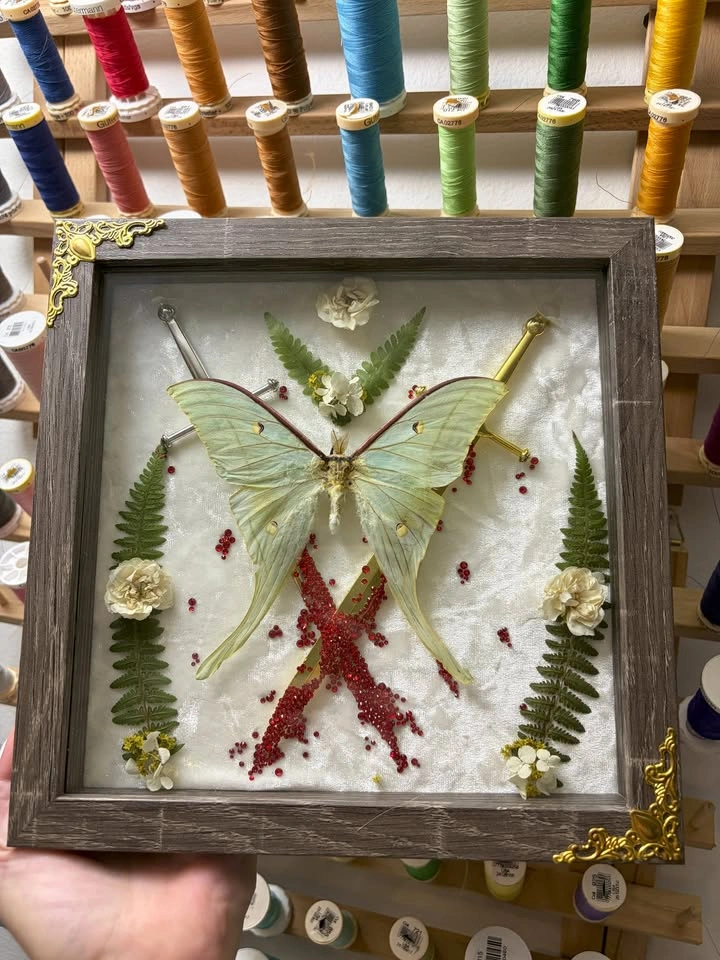 Framed Luna Moth - photo 4