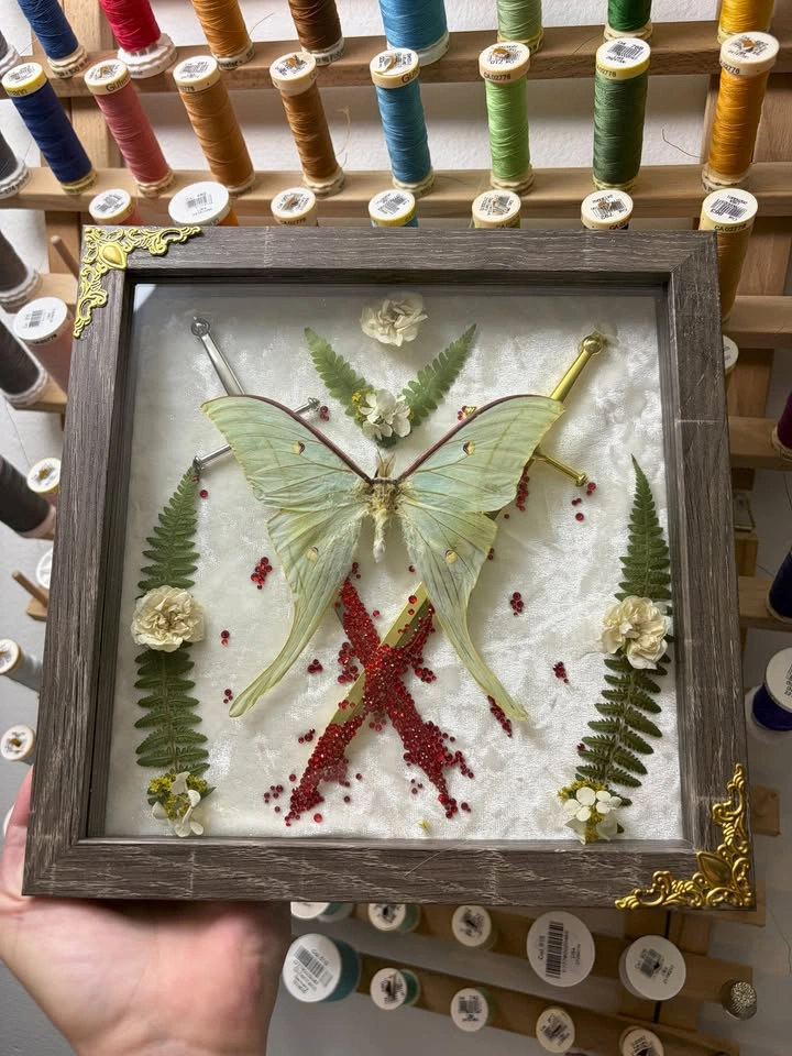Framed Luna Moth - photo 5