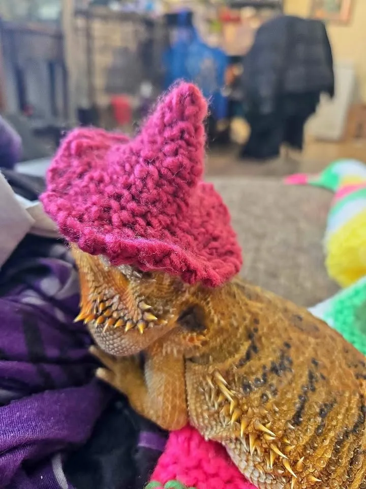 Bearded dragon witch hats thumbnail