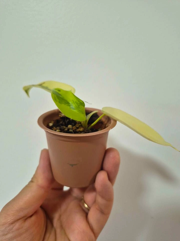 Philodendron Florida Beauty 🌿 - photo 2