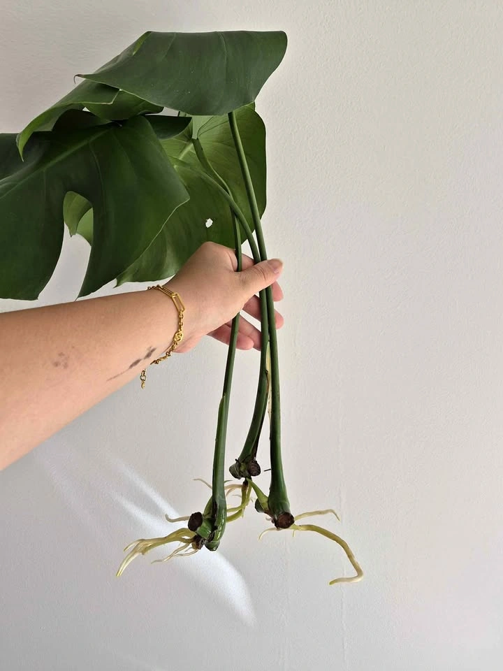 Monstera Rooted mid cut