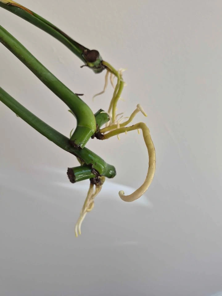 Monstera Rooted mid cut - photo 2