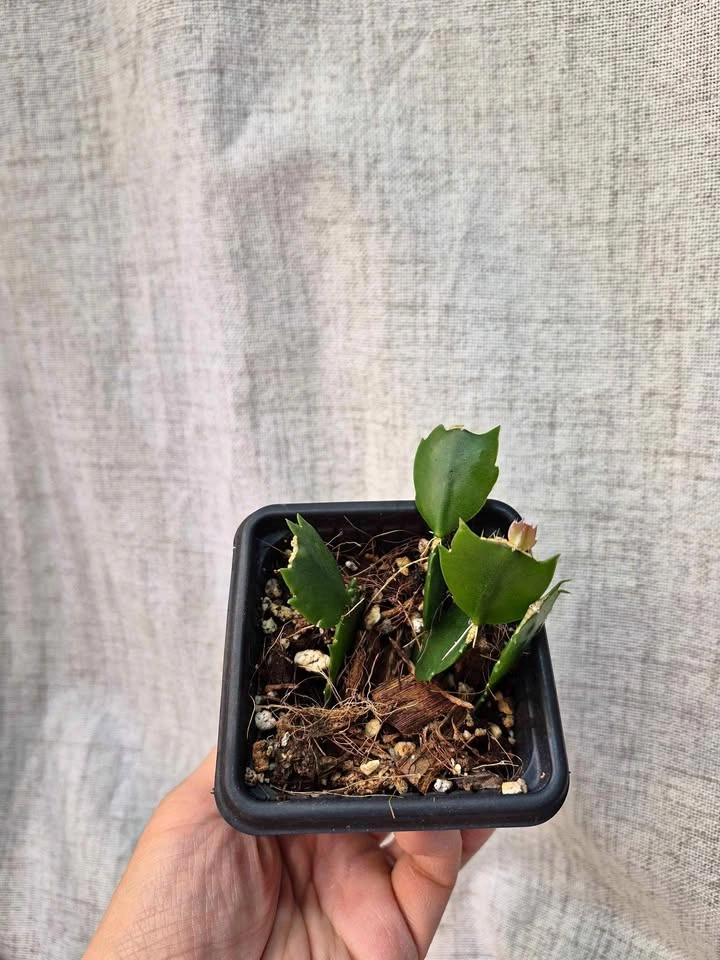 Starter Schlumbergera (Pink Christmas cactus) – Easy to Grow