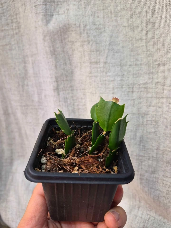Starter Schlumbergera (Pink Christmas cactus) – Easy to Grow - photo 2