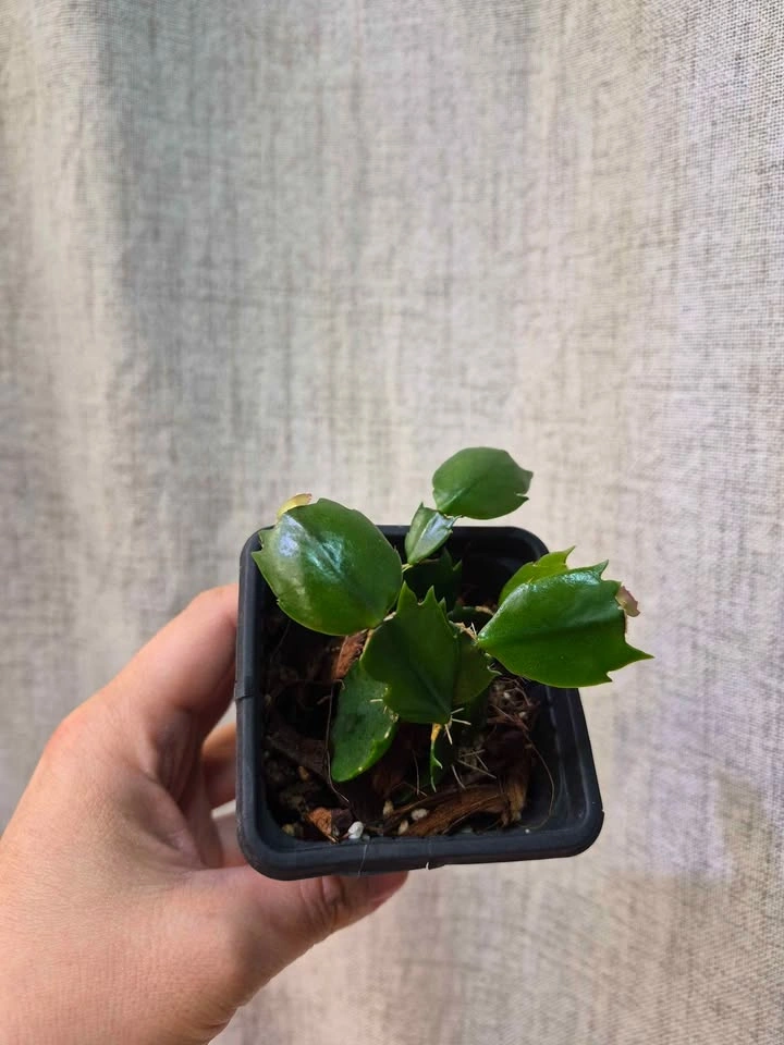 Starter Schlumbergera (Pink Christmas cactus) – Easy to Grow - photo 3