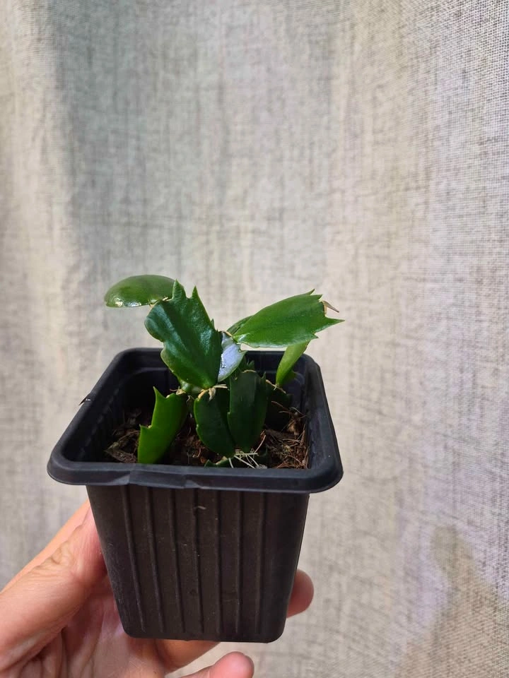 Starter Schlumbergera (Pink Christmas cactus) – Easy to Grow - photo 4