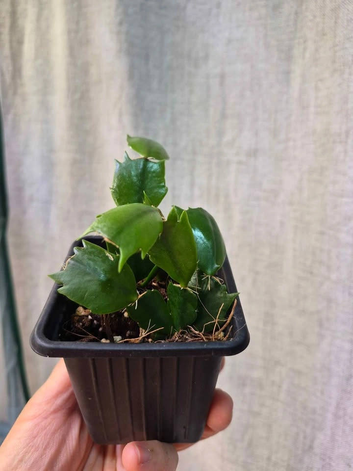 Starter Schlumbergera (Pink Christmas cactus) – Easy to Grow - photo 5