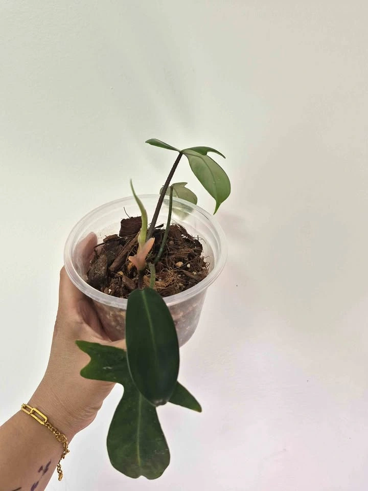 Philodendron Florida Beauty – Reverted Green