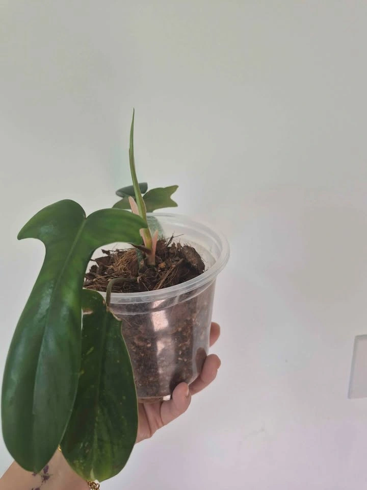 Philodendron Florida Beauty – Reverted Green - photo 2