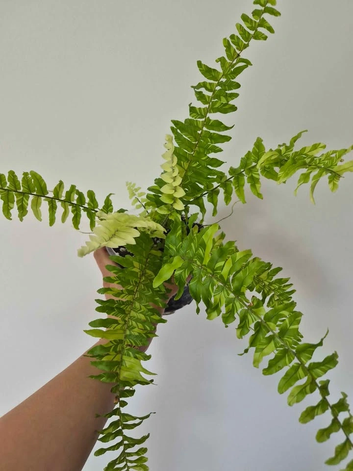 Tiger Boston Fern