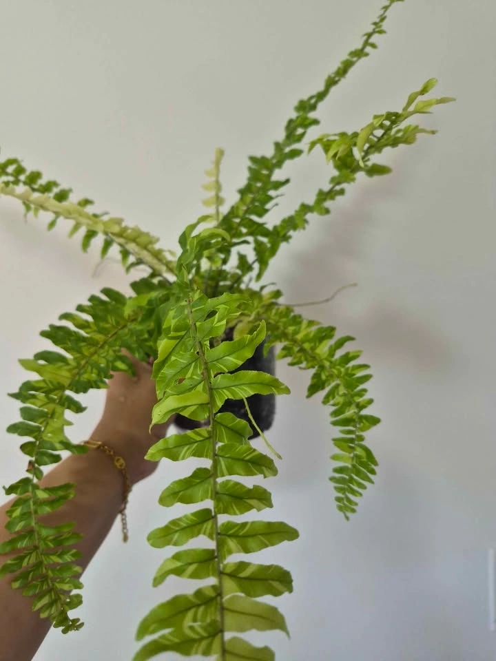 Tiger Boston Fern - photo 2