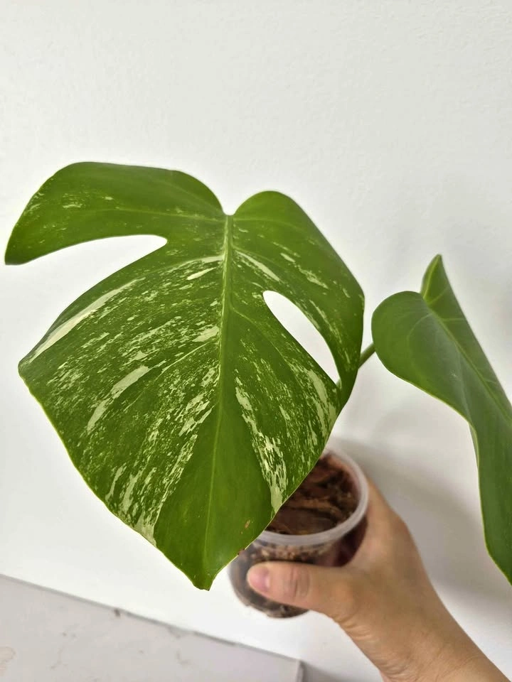 Monstera Albo rooted Top cut