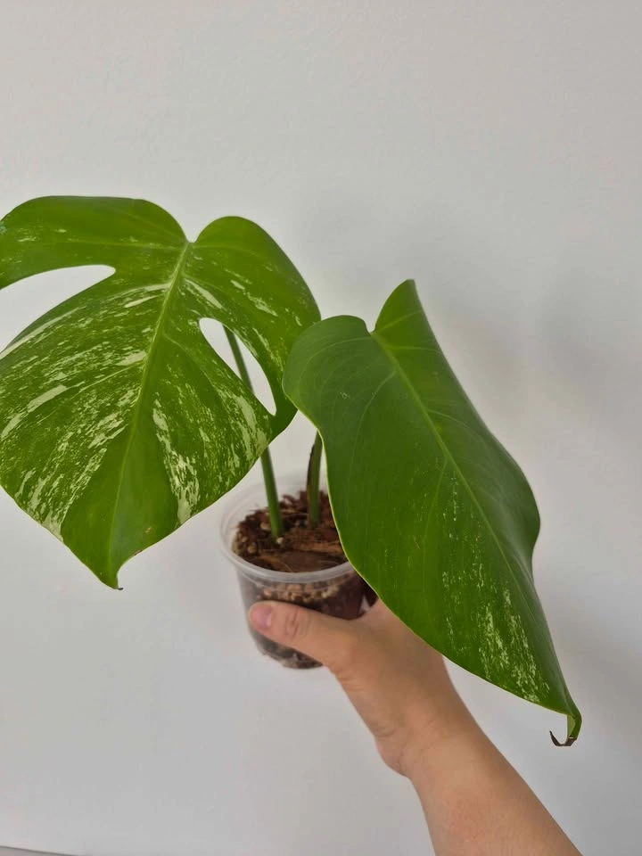 Monstera Albo rooted Top cut - photo 2