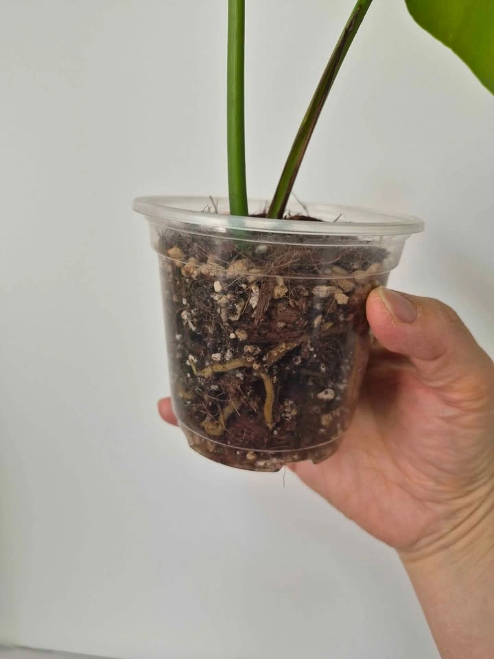 Monstera Albo rooted Top cut - photo 3