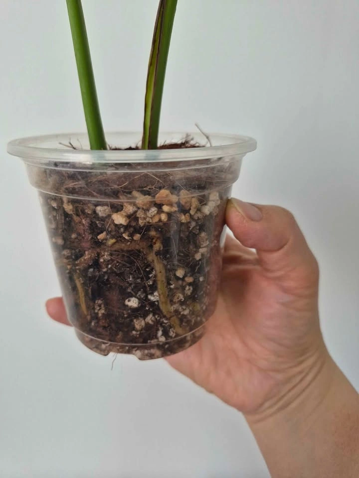 Monstera Albo rooted Top cut - photo 4