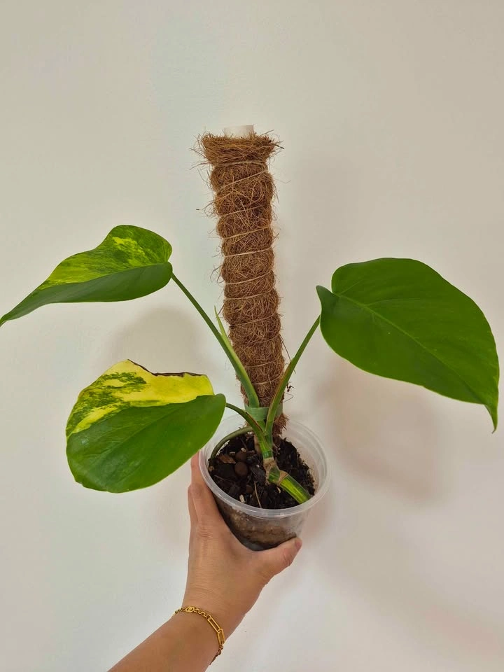Monstera Aurea Variegata – Established Rooted Plant