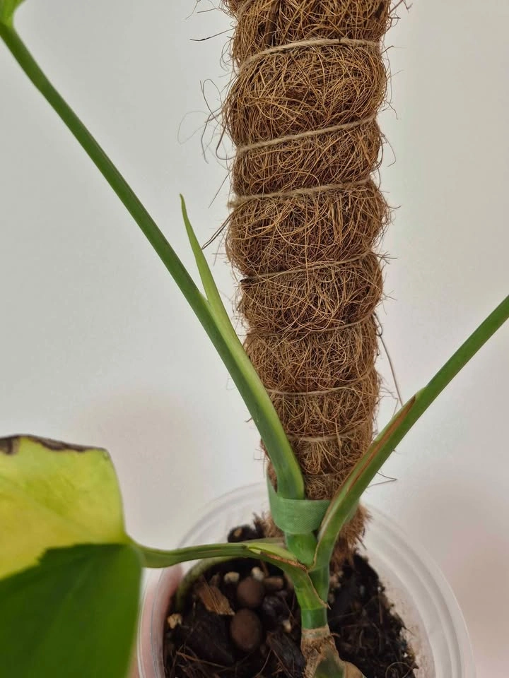 Monstera Aurea Variegata – Established Rooted Plant - photo 2
