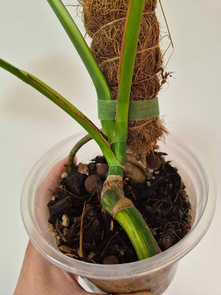 Monstera Aurea Variegata – Established Rooted Plant - photo 3