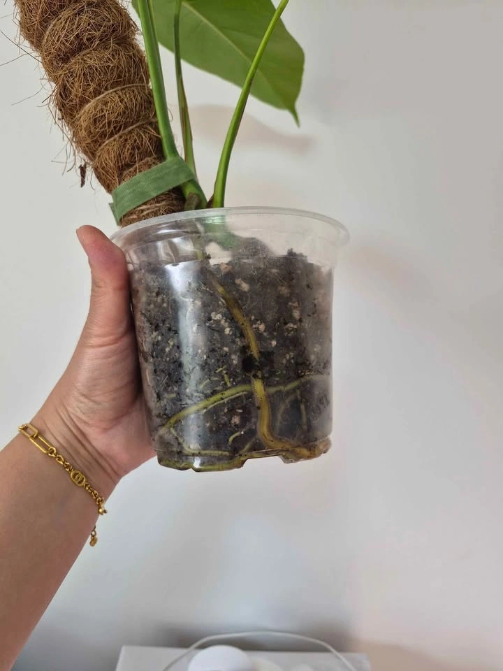 Monstera Aurea Variegata – Established Rooted Plant - photo 5