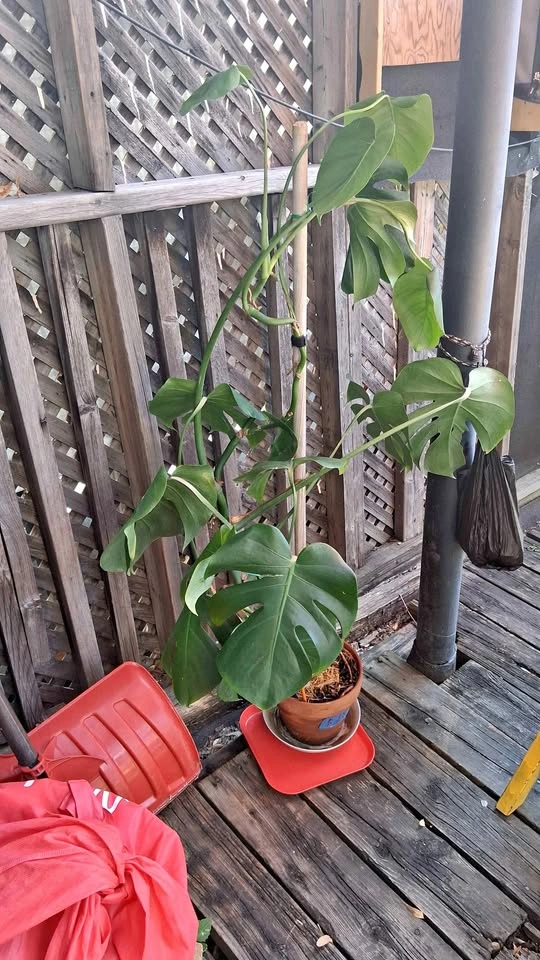 Monstera Deliciosa Plant