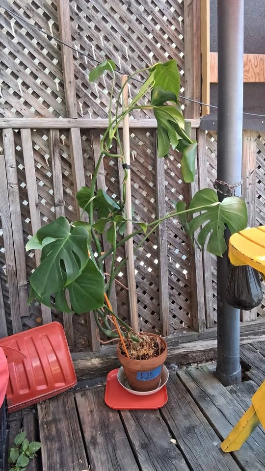 Monstera Deliciosa Plant - photo 2