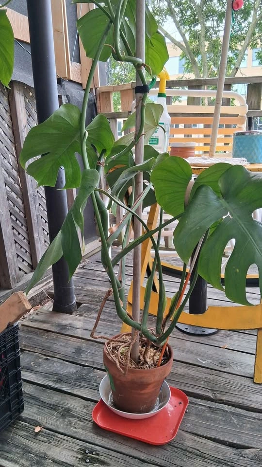 Monstera Deliciosa Plant - photo 3