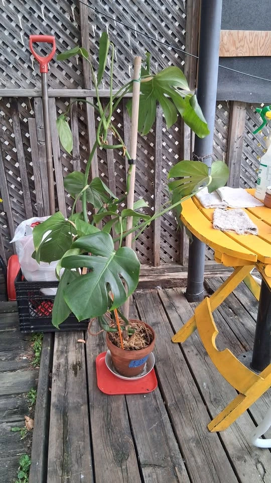 Monstera Deliciosa Plant - photo 4