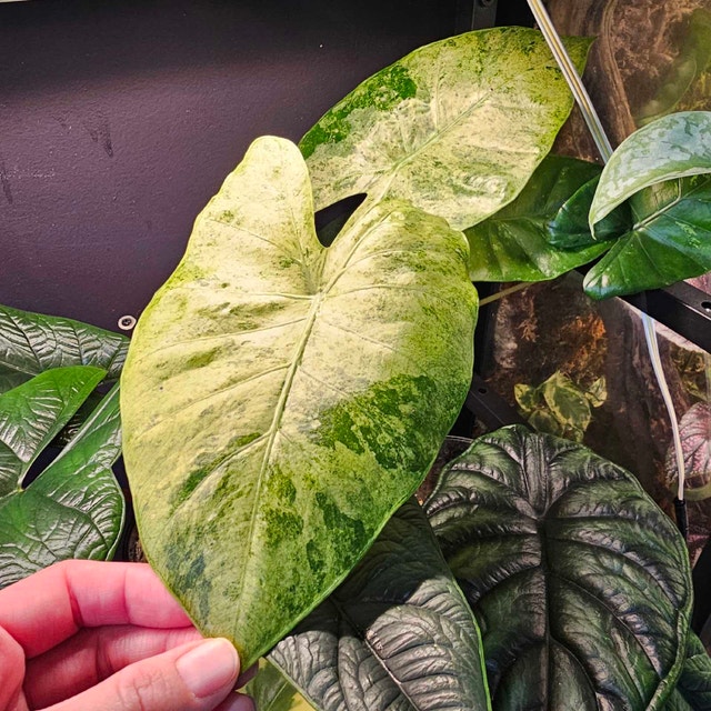 Alocasia Odora Batik Variegated