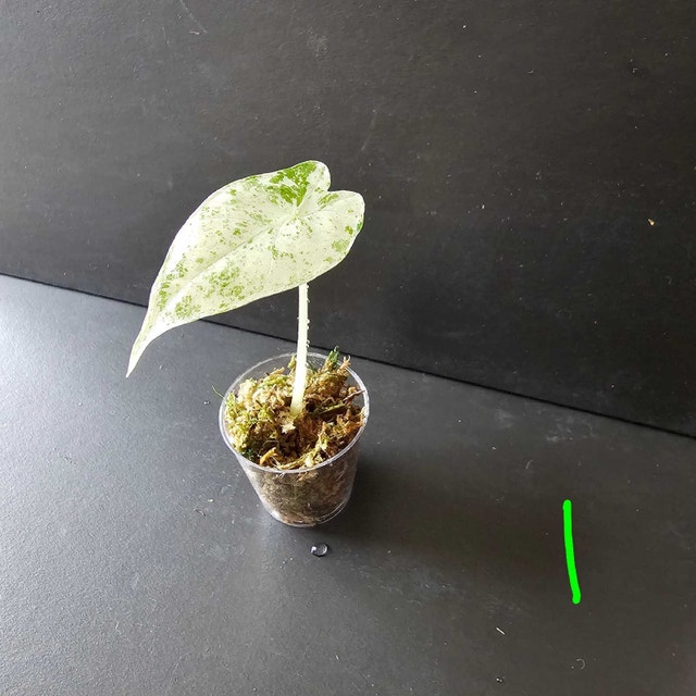 Alocasia Odora Batik Variegated - photo 2