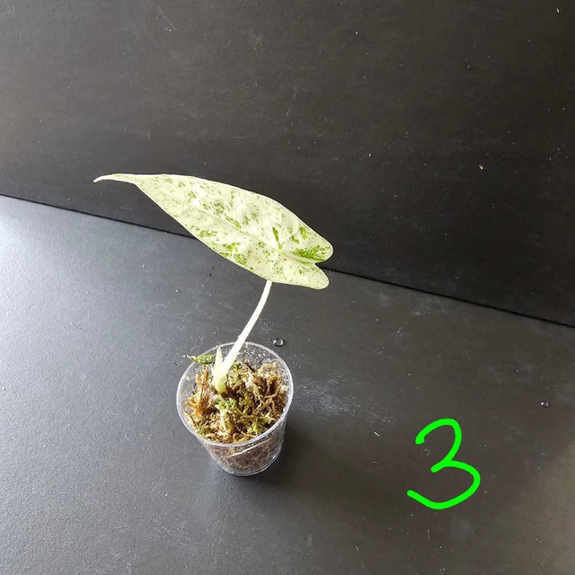 Alocasia Odora Batik Variegated - photo 4