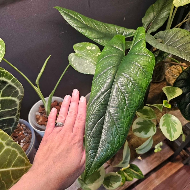 Alocasia Scalprum