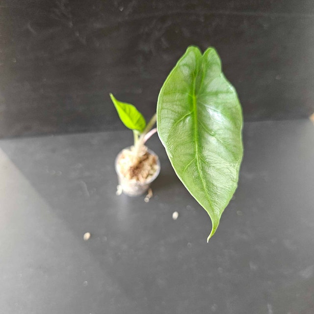 Alocasia Scalprum - photo 2
