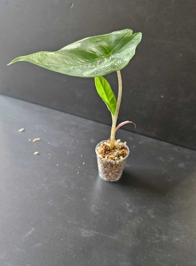 Alocasia Scalprum - photo 3