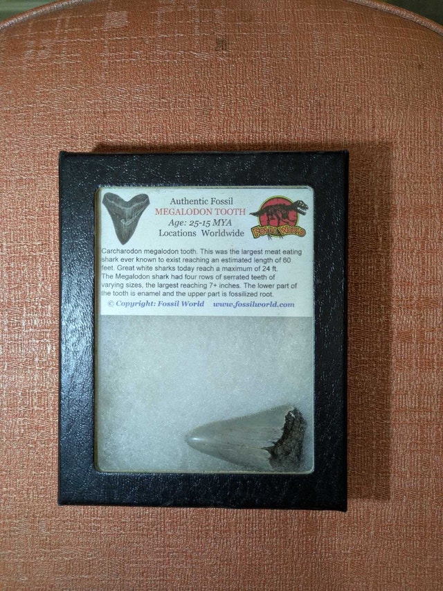 Fossil World Megalodon Tooth