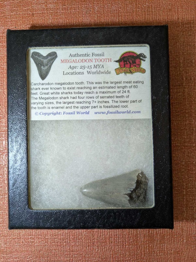 Fossil World Megalodon Tooth - photo 2