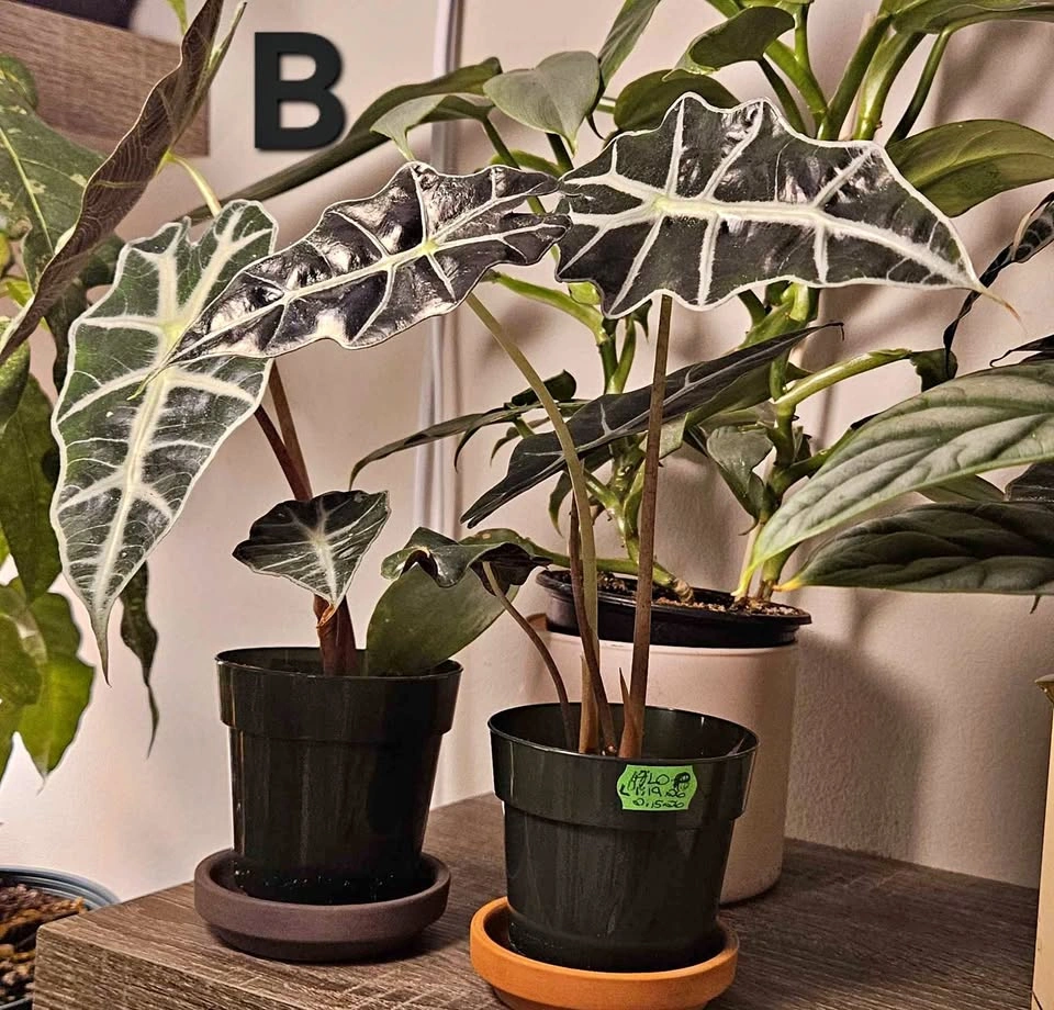 Alocasia Polly, Elephant Ear tropical plantlets