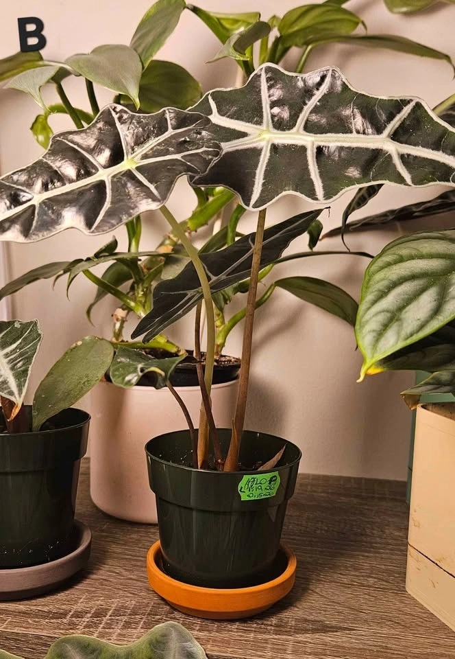 Alocasia Polly, Elephant Ear tropical plantlets - photo 2