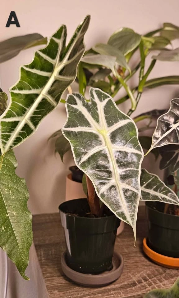 Alocasia Polly, Elephant Ear tropical plantlets - photo 3