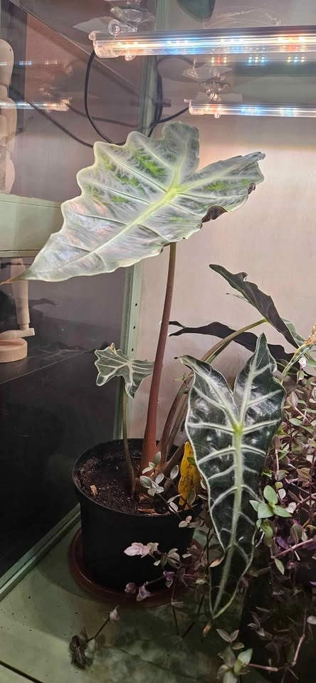 Alocasia Polly, Elephant Ear tropical plantlets - photo 4