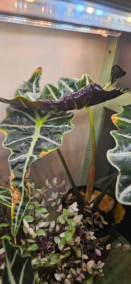 Alocasia Polly, Elephant Ear tropical plantlets - photo 5