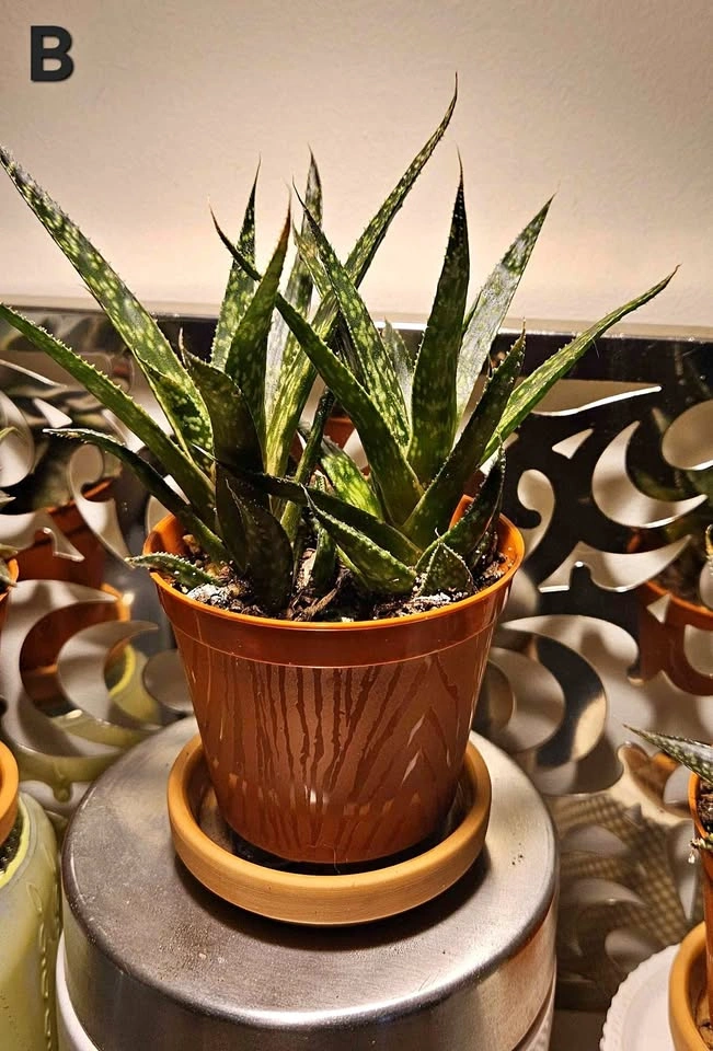 Succulents, Zebra Haworthia