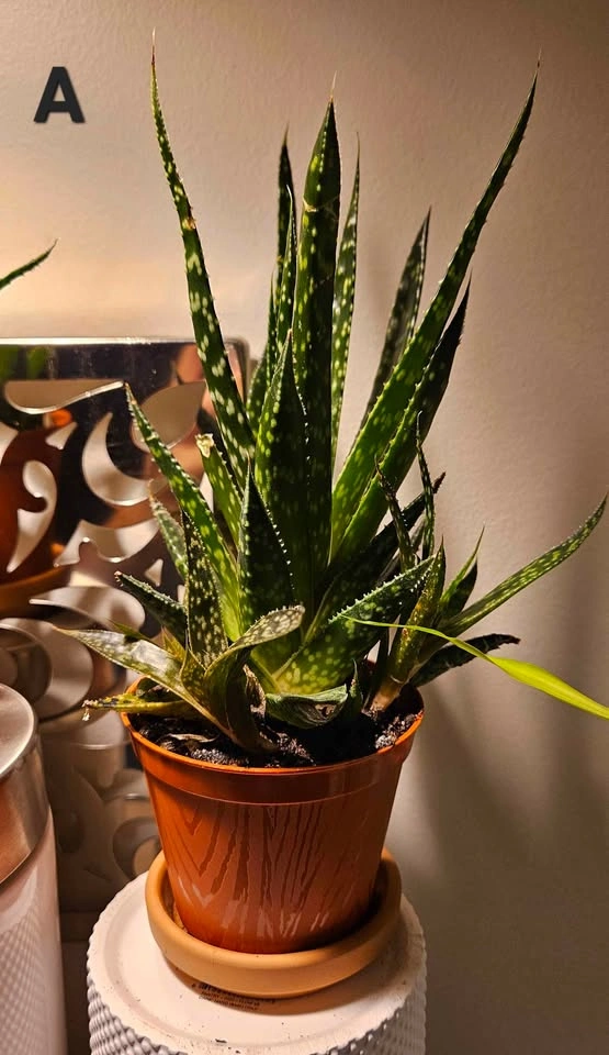Succulents, Zebra Haworthia - photo 2