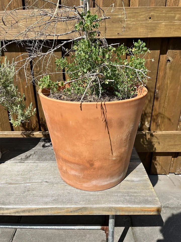 Large terracotta plant pot